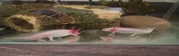 Axolotl reptiles for sale: 4 Month Old Albino Axolotls - Advert 2