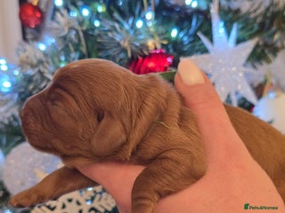 Cavapoo dogs Cavapoo Toy F1 ❤️ DNA TESTED - Advert 4