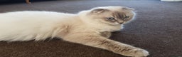 Scottish Fold cats for sale: ✨ STUNNING SCOTTISH FOLD KITTENS ✨ - Advert 11