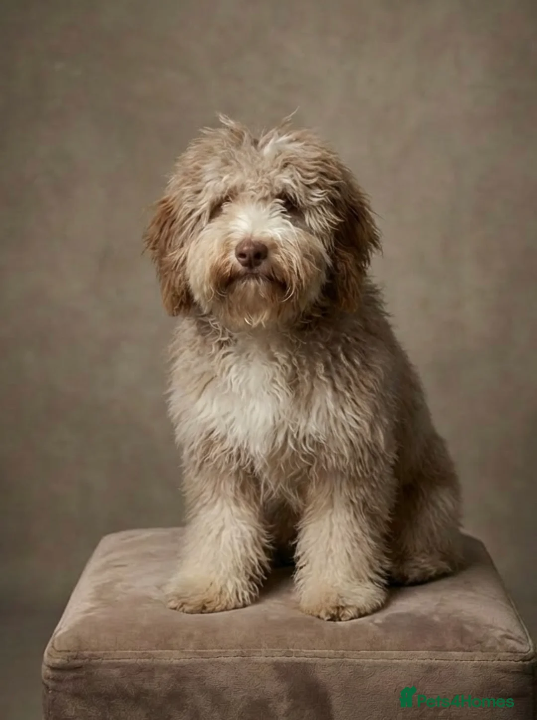 Cockapoo dogs for sale: Miniature cockapoo for sale  in Colchester - Advert 1