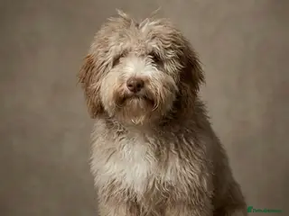 Cockapoo dogs Miniature cockapoo for sale - Advert 18