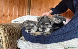 Miniature Schnauzer dogs for sale: Ready Now! miniature schnauzer puppies  - Image 3