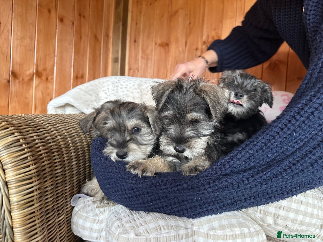 Miniature Schnauzer dogs for sale: Ready Now! miniature schnauzer puppies  - Image 3