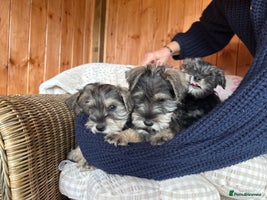 Miniature Schnauzer dogs - Advert 5
