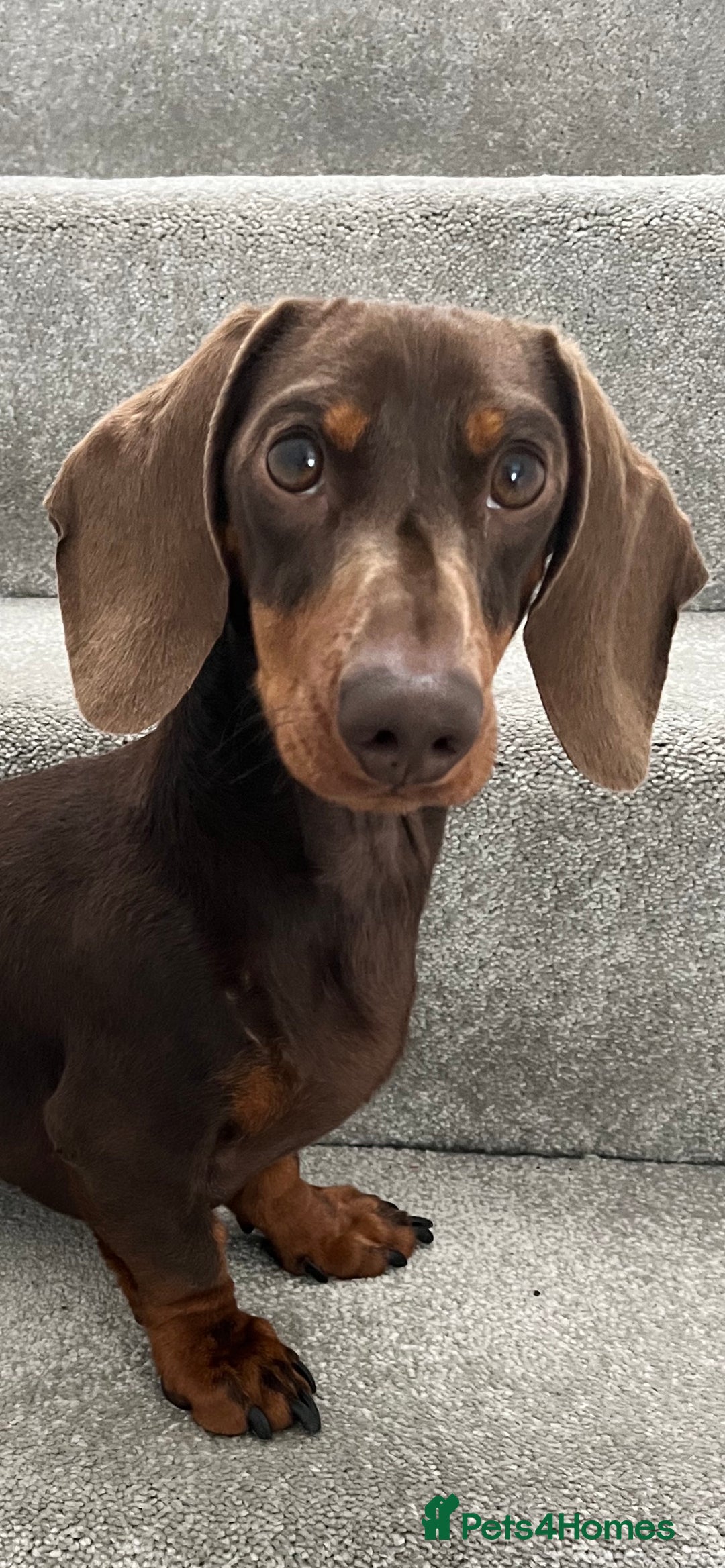 Dachshund dogs for stud: FOR STUD PROVEN kc reg Choc & tan mini dachshund in Sunderland - Advert 8