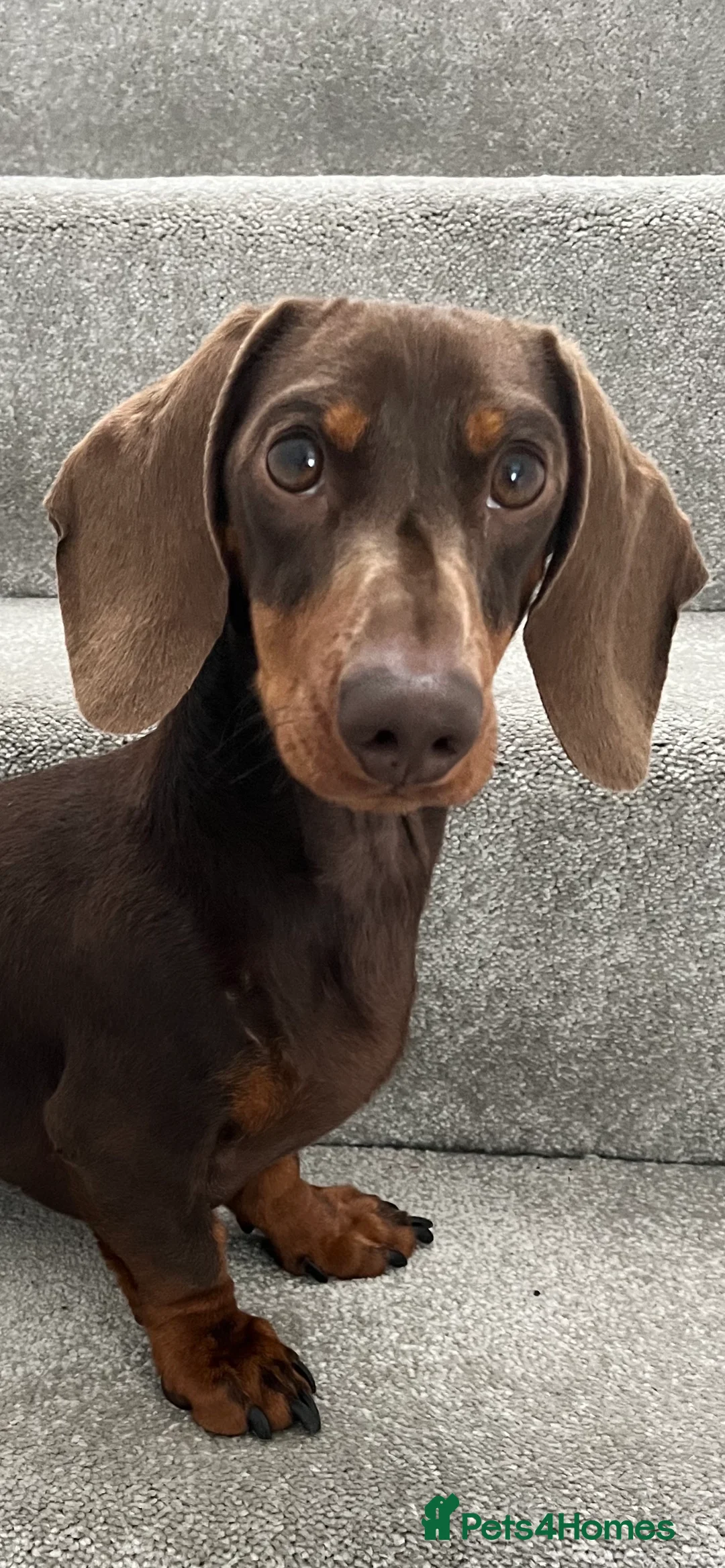 Dachshund dogs for stud: FOR STUD PROVEN kc reg Choc & tan mini dachshund in Sunderland - Advert 8
