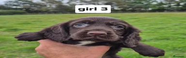 Cocker Spaniel 8