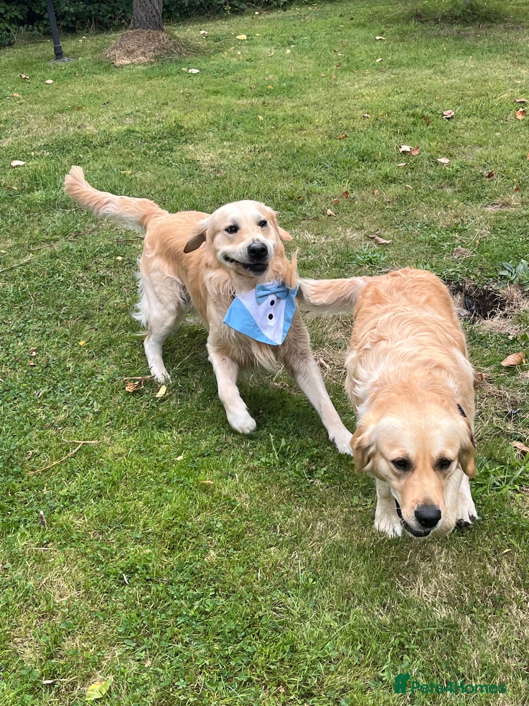 Golden Retriever dogs for sale: Golden Retriever puppies  - Advert 1