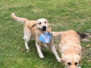 Golden Retriever dogs Golden Retriever puppies - Advert 6