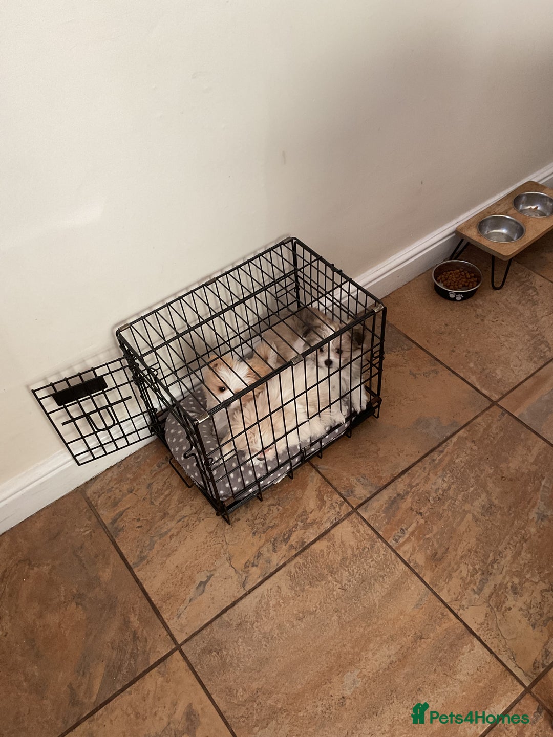 Mixed Breed dogs for sale: Malti-Pom Puppies - £1200 - Advert 16