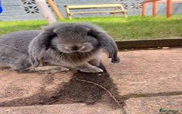 French Lop rabbits for sale: Bonded female French lops - Image 4