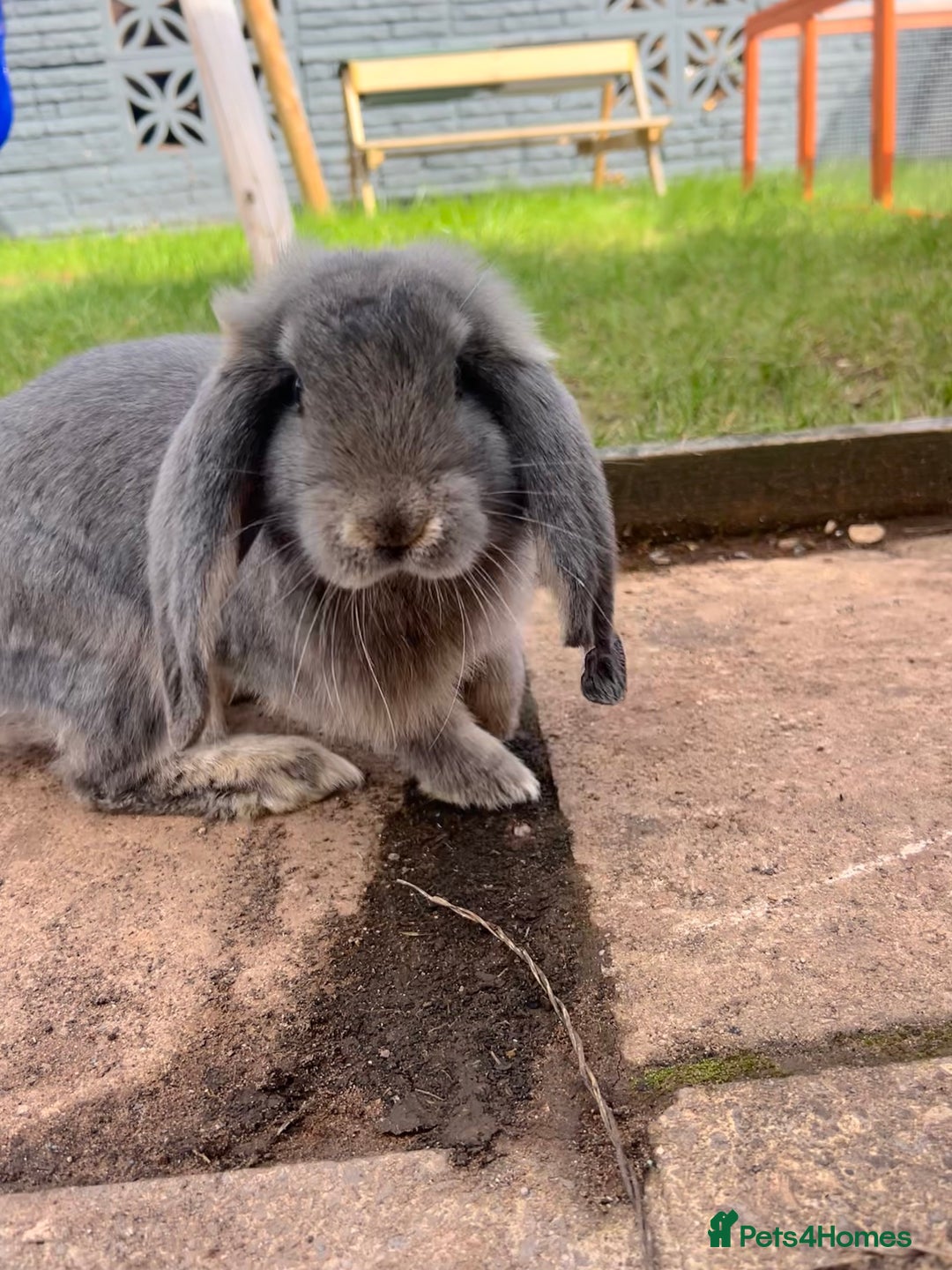 French Lop rabbits for sale: Bonded female French lops - Image 4
