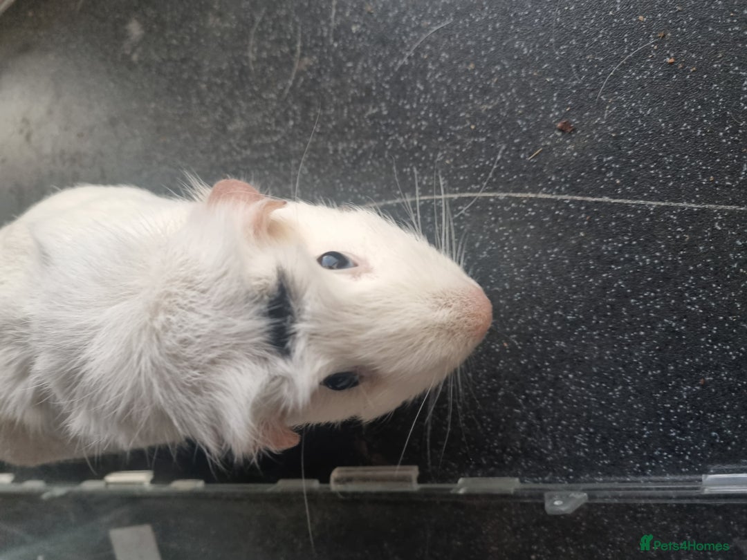 Guinea Pig rodents for sale: Three lovely guinea pigs looking for a new home - Advert 9