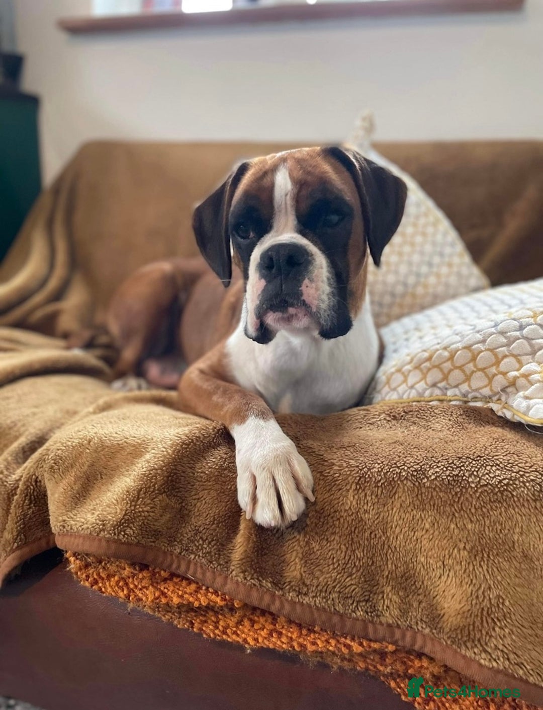 Boxer dogs for sale: KC Registered Boxer puppies  - Image 24