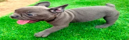 French Bulldog dogs for sale: Blue French bulldog puppies  - Advert 11