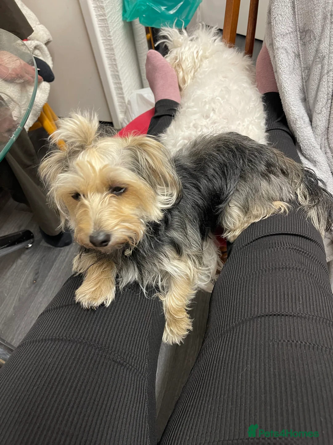 Mixed Breed dogs for sale: Yorkie mix female - Advert 2