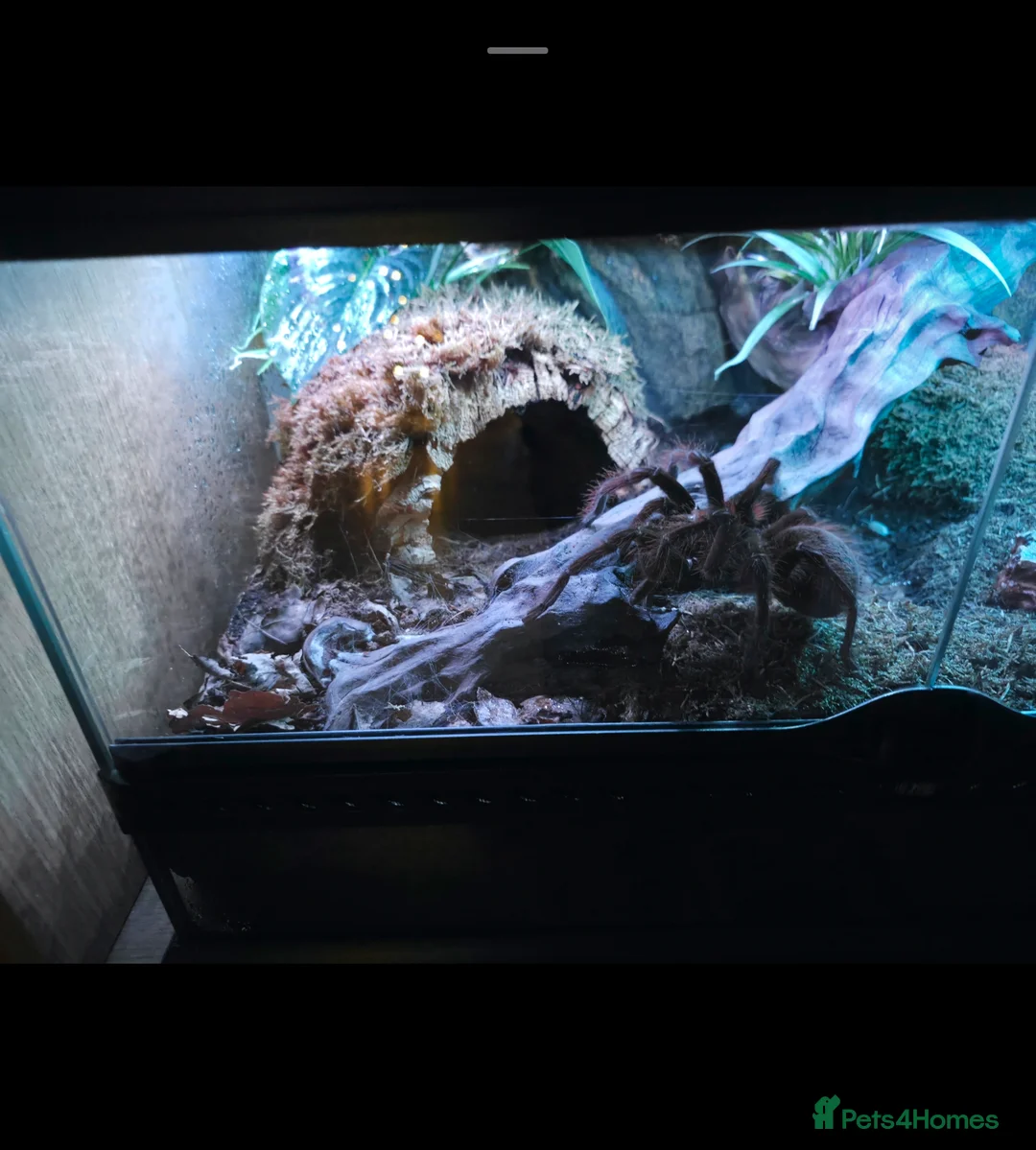 Tarantulas invertebrates for sale: Theraphosa Apophysis Pink Foot Goliath - AF CB19 - Advert 4