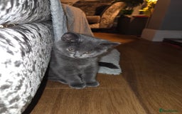 British Shorthair cats for sale: Gorgeous british shorthair 11 week old boy - Image 10