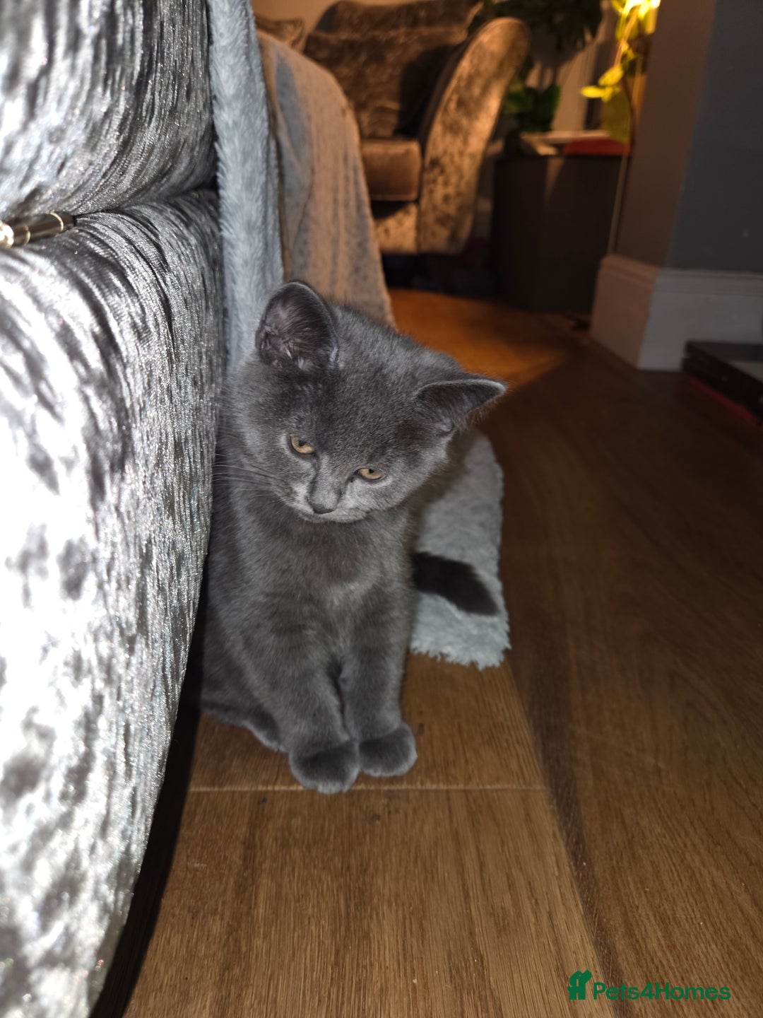 British Shorthair cats for sale: Gorgeous british shorthair 11 week old boy - Image 10