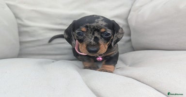 Miniature Dachshund dogs - Advert 2