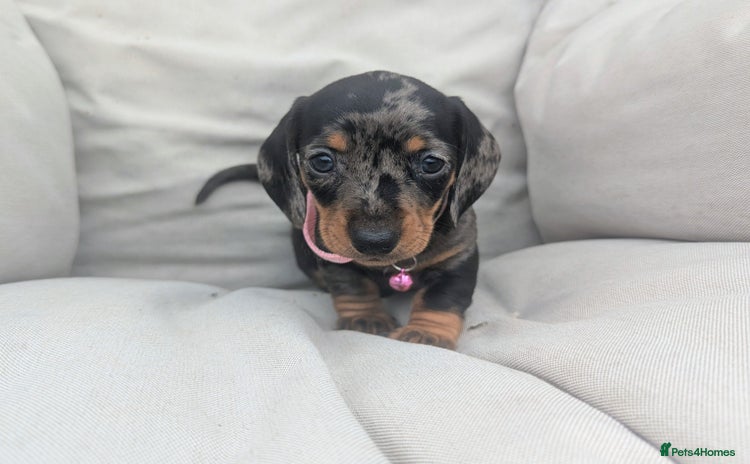 Miniature Dachshund dogs - Advert 1
