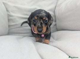 Miniature Dachshund dogs - Advert 5