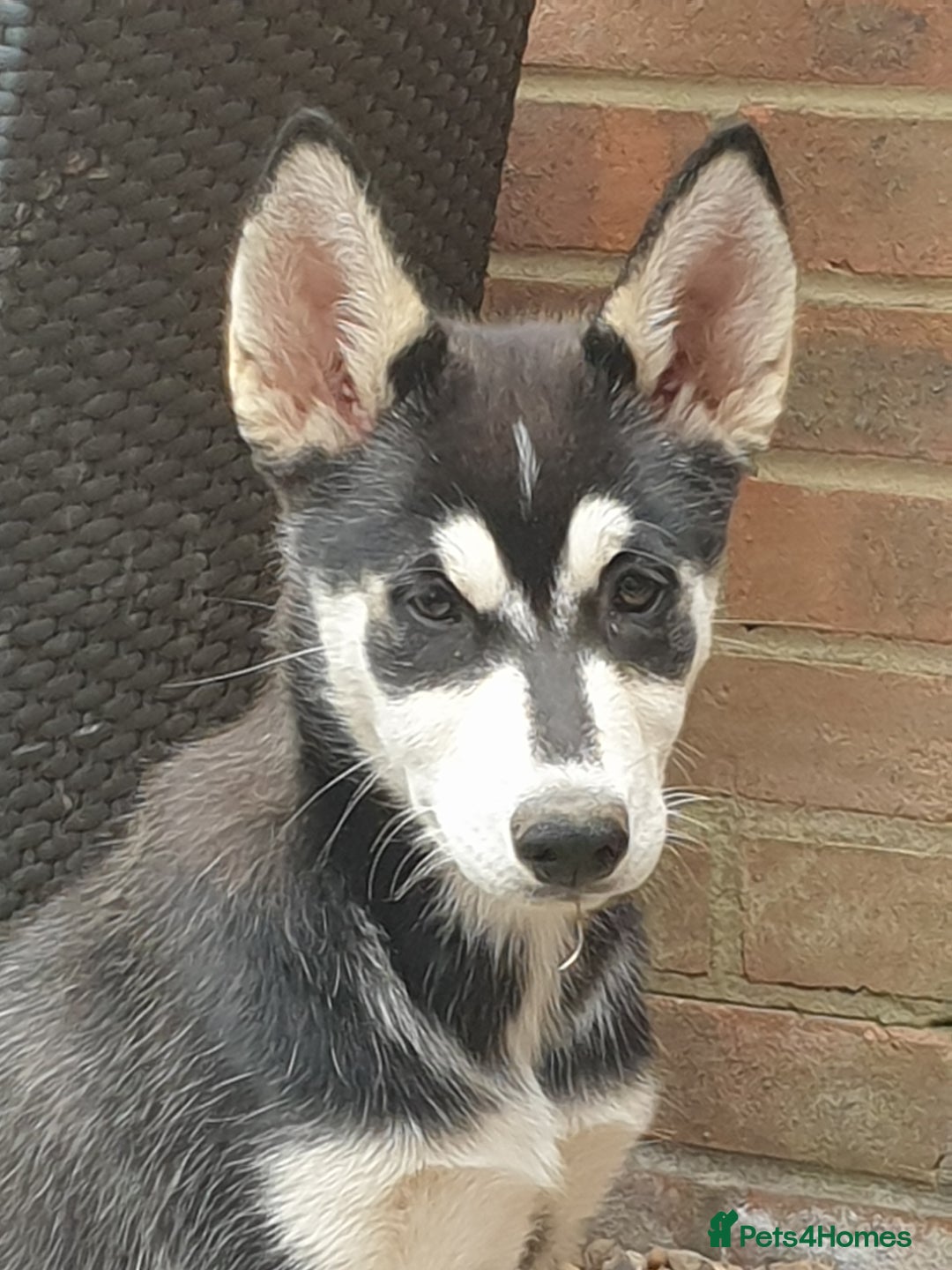Shepsky dogs for sale: Single female shepsky - Image 2