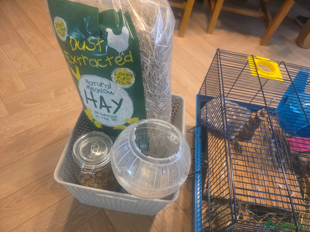 Hamster rodents for sale: Hamster with cages and accessories  - Advert 9