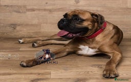 Boxer dogs for stud: Bane - Kc registered boy in Chesterfield - Image 4