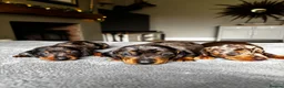 Miniature Dachshund dogs for sale: Wonderful litter of miniature dachshunds  - Advert 12