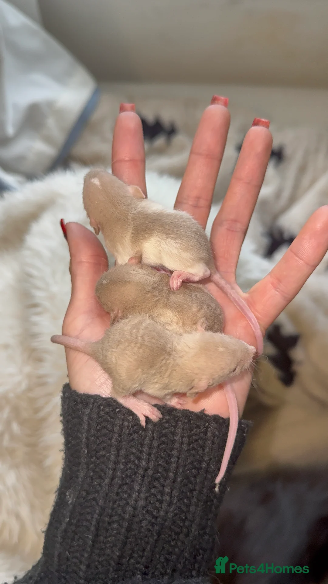 Rat rodents for sale: Baby rats looking for loving homes  - Advert 12