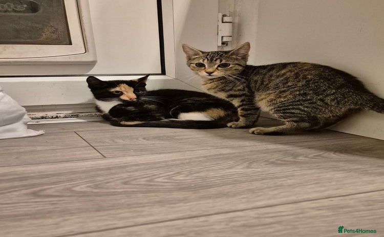 Mixed Breed cats - Advert 4