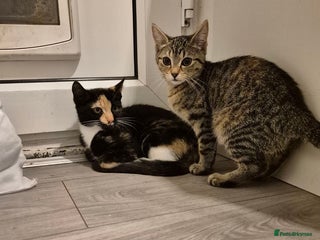 Mixed Breed cats - Advert 12