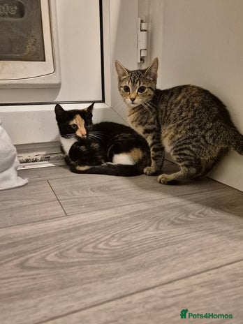 Mixed Breed cats - Advert 4