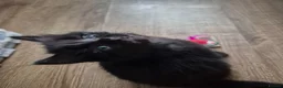 Domestic Shorthair cats for sale: Beautiful black and tabby babies  - Advert 26