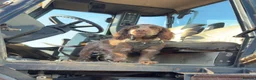 Cocker Spaniel dogs for sale: 4 month old Cocker spaniel pup - Advert 1