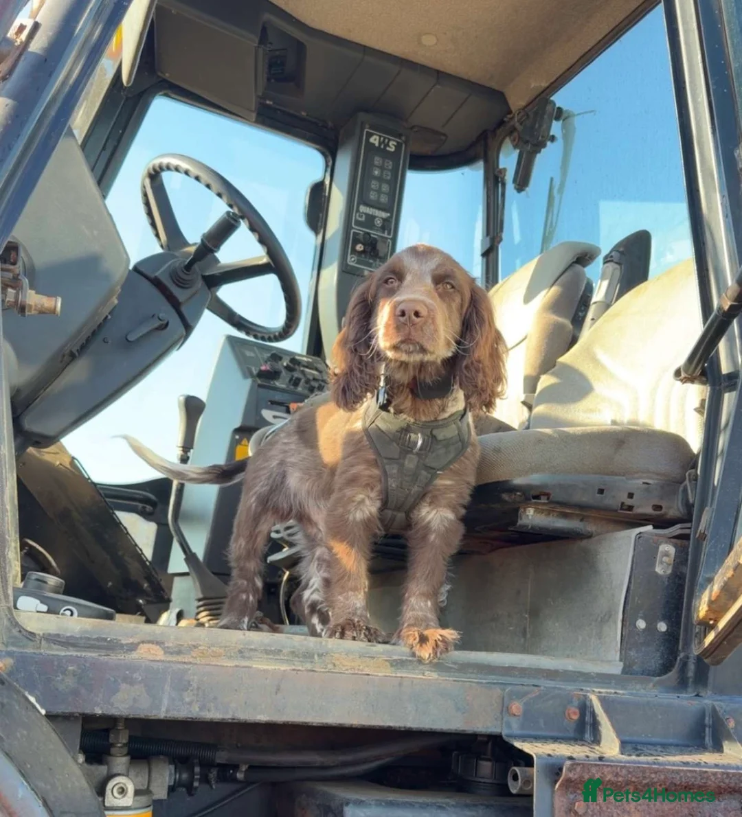Cocker Spaniel dogs for sale: 4 month old Cocker spaniel pup - Advert 1