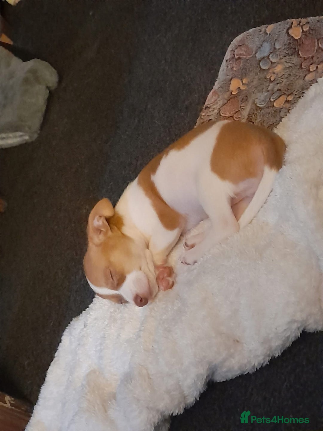 Mixed Breed dogs for sale: Jack Russell x chiweenie  - Advert 2