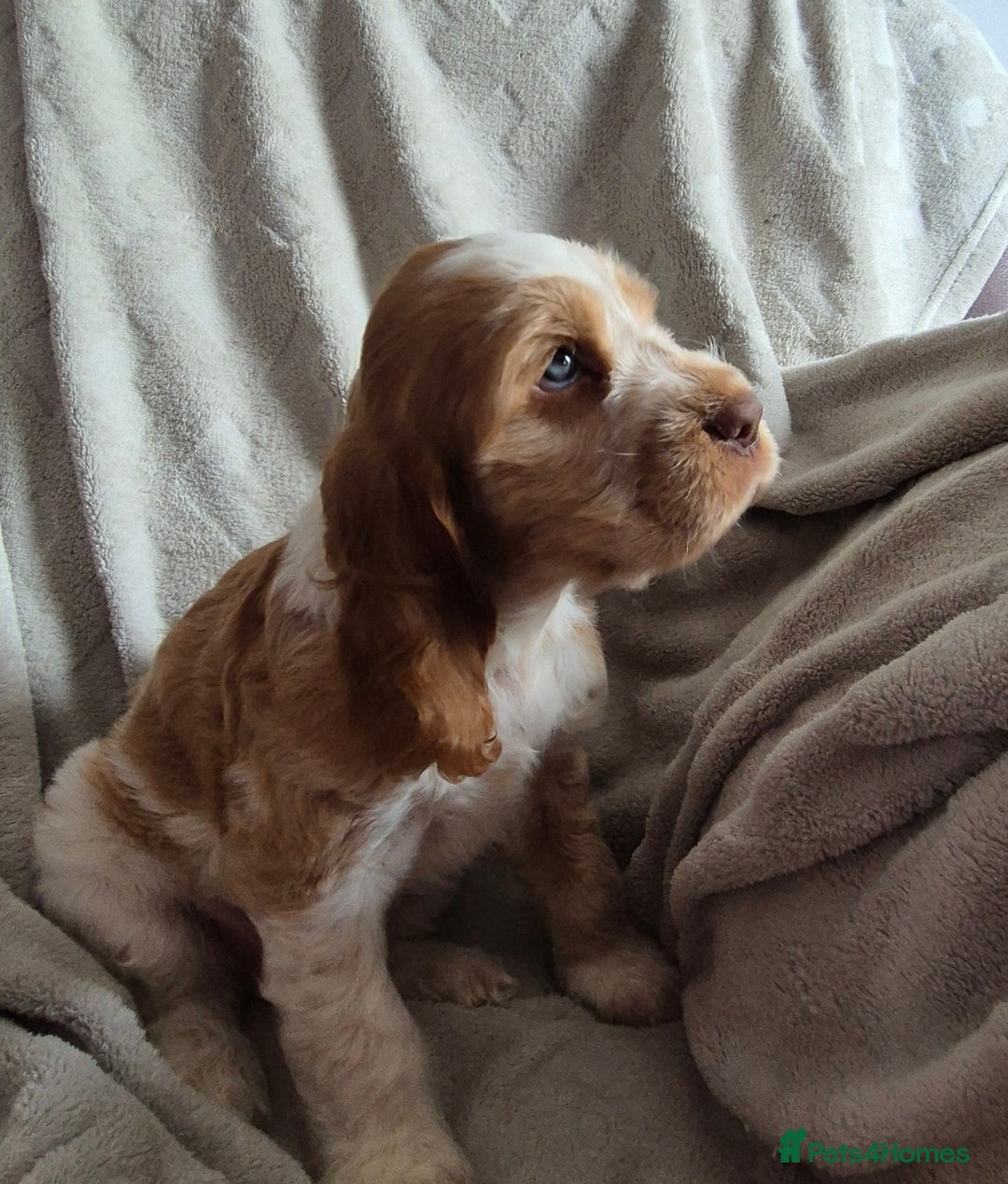 Cocker Spaniel dogs for sale: Roan show cocker spaniels  - Image 2