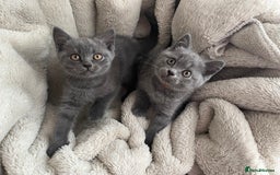 British Shorthair cats for sale: British Shorthair kittens  - Image 4