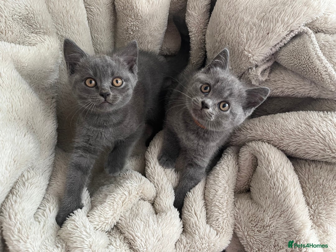British Shorthair cats for sale: British Shorthair kittens  - Image 4