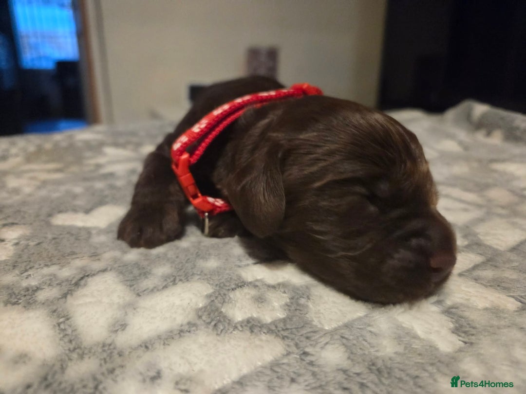 Cocker Spaniel dogs for sale: Working cocker spaniels  - Advert 1