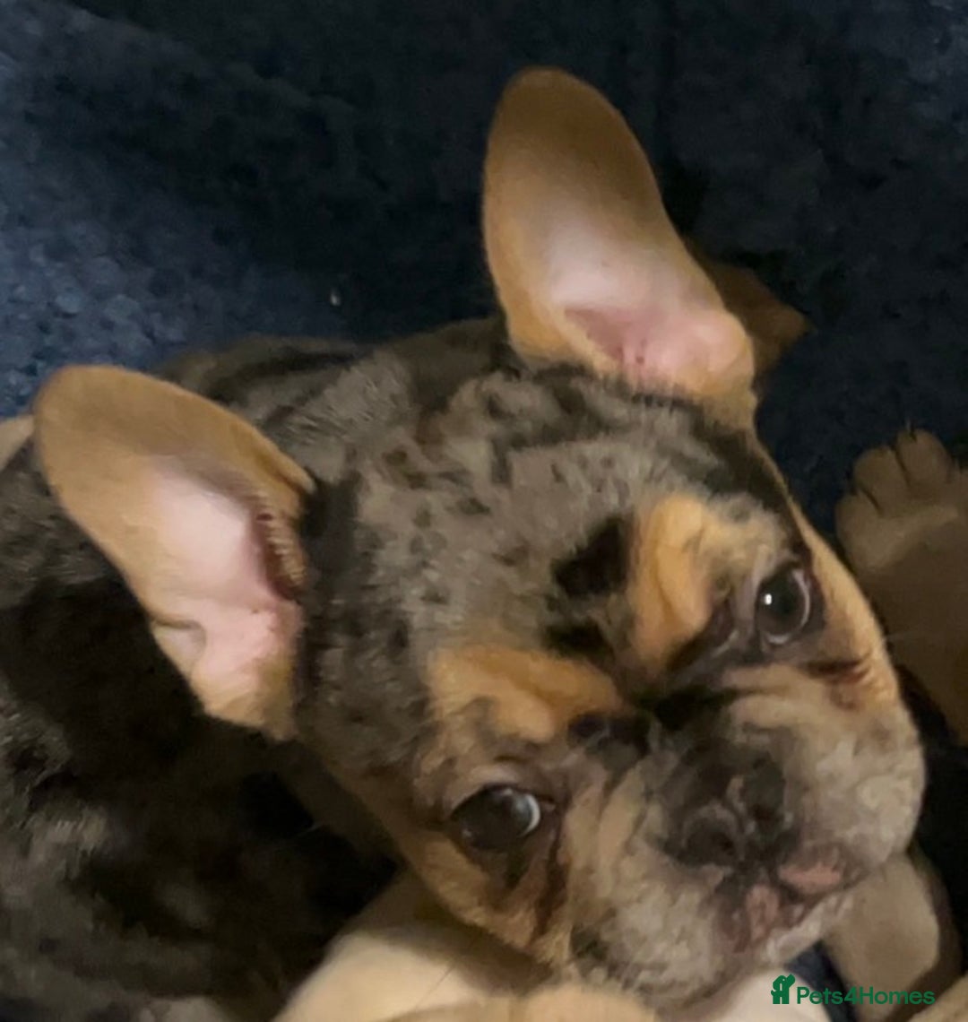 French Bulldog dogs for sale: Merle french bulldogs puppies  - Advert 9