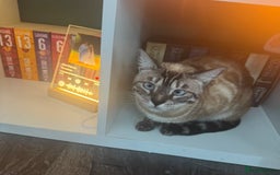 Bengal cats for sale: Bengal for rehoming  - Image 2