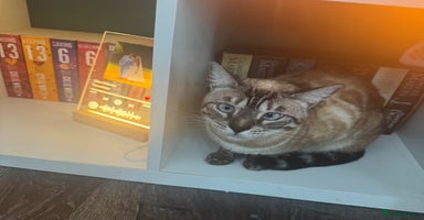 Bengal cats - Advert 15