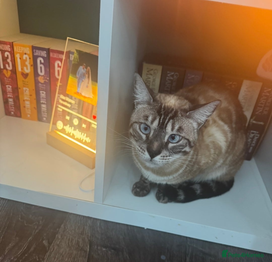 Bengal cats for sale: Bengal for rehoming  - Image 2