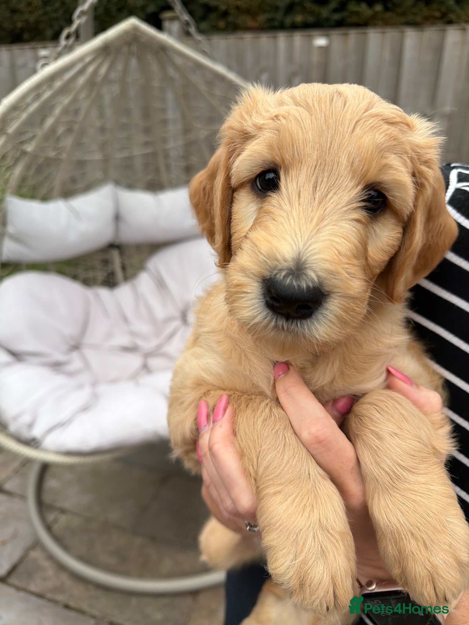 Goldendoodle dogs Goldendoodles * Essex * - Advert 2