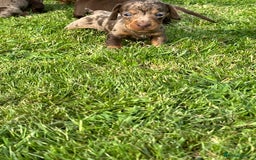 Miniature Dachshund dogs for sale: Beautiful Miniature chocolate & Dapple Puppies - Image 6