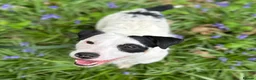 Jack Russell dogs for sale: Traditional Jack Russell Terriers  - Advert 18