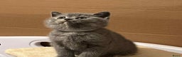 British Shorthair cats for sale: Stunning BSH furry babies all reserved  - Advert 16
